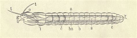 Image result for Segmented Worm Drawing
