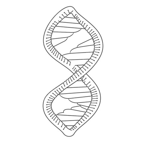 Dna Strand Easy Drawing at Henry Storms blog