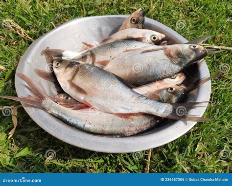 Rohu Fish in Grass Background. Stock Photo - Image of healthy, market ...