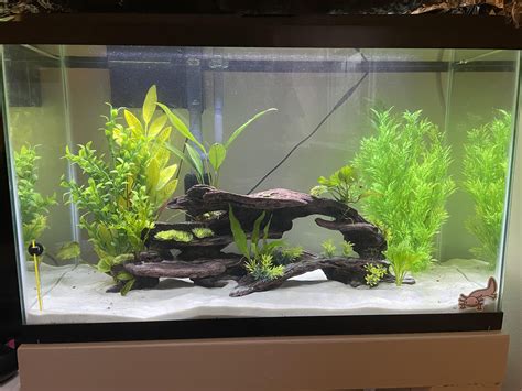 Axolotl Aquarium Setup