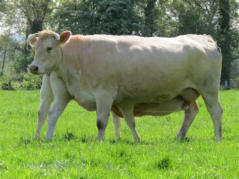 Cattle breeding