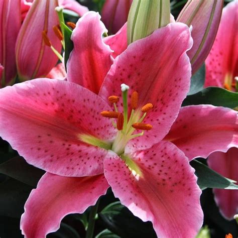 After Eight Oriental Lily | Plant Addicts