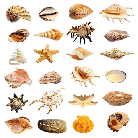 贝壳的主要组成以及有关软体动物的简介