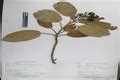Herbarium JCB