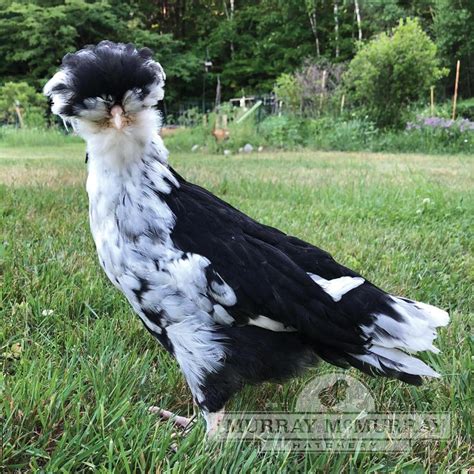 Image result for Black Java Chicks