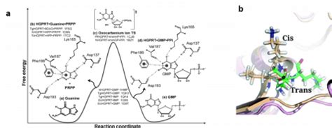 Hemalatha Balaram | Jawaharlal Nehru Centre for Advanced Scientific ...