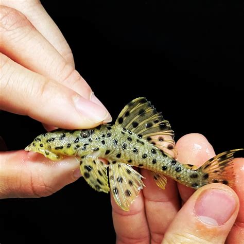 Predatory Fins Fish Store 的图像结果