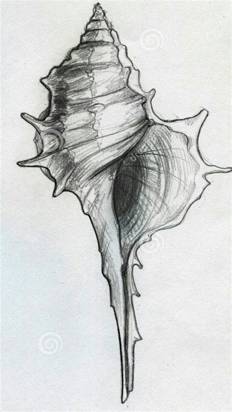 Sea shell Pencil Art Drawings, Art Drawings Sketches Simple, Animal ...