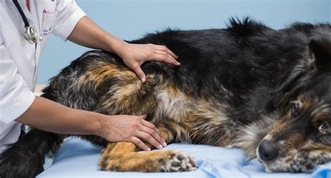 Do Dogs Get Headaches? - Pet Health MD