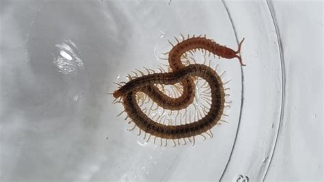 Is it a centipede? Is it dangerous? Should I burn down the house? : r ...