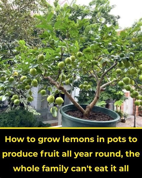 How to grow lemons in pots to produce fruit all year round, the whole family can't eat it all