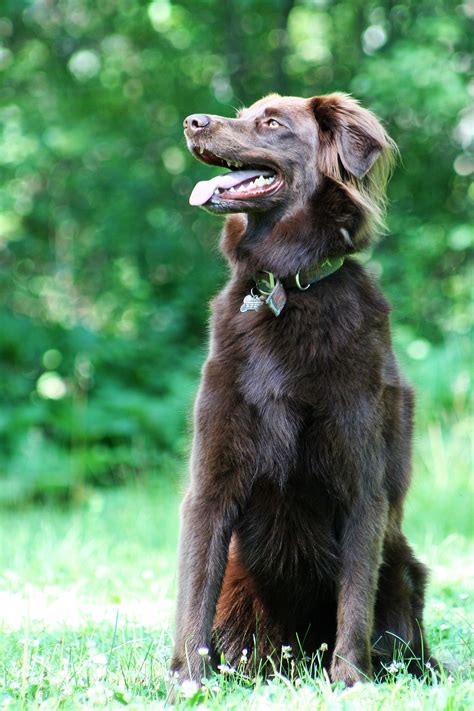 Long haired chocolate lab Chocolate Labrador Retriever, Black Labrador ...