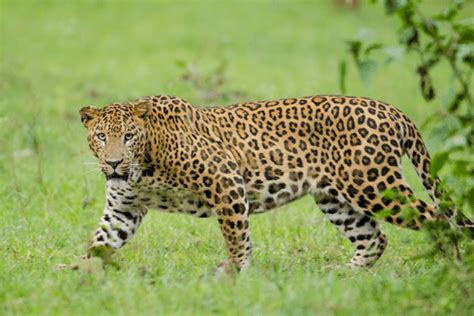 Leopard that mauled four-year-old girl in Valparai trapped by TN Forest ...