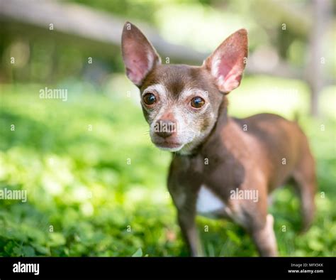 Deer Head Chihuahua Chocolate