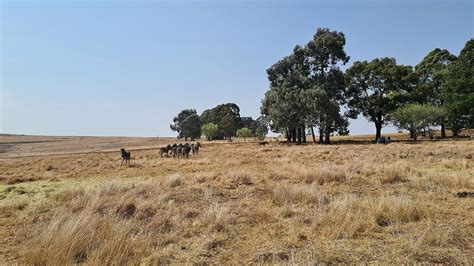 MILLSTREAM FARM (Dullstroom, Mpumalanga) - Ranch Reviews & Photos ...