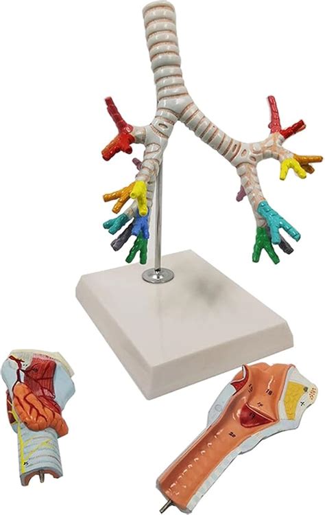 Respiratory System Anatomical Model Larynx Bronchial Lung Anatomy Human ...