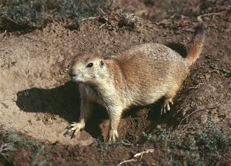 Rodent | Mammal, Rodent Behavior & Adaptations | Britannica