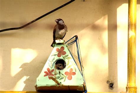How you can help save the house sparrow from dying out in Indian cities