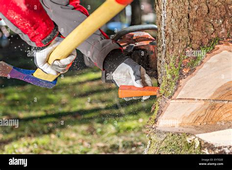 Rezultat imagine pentru Using Tree Felling Wedges
