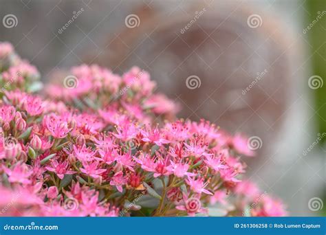 Cliff Stonecrop Hylotelephium Cauticola Lidakense, Bright Pinkish-red Flowers Stock Photo ...
