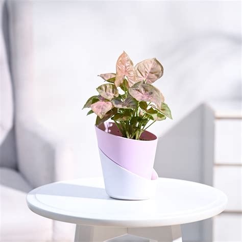 Buy Syngonium Pink Plant | Vibrant, Low-Maintenance, and Ready to ...