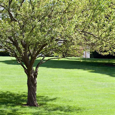 Image result for Spring Tree Pruning