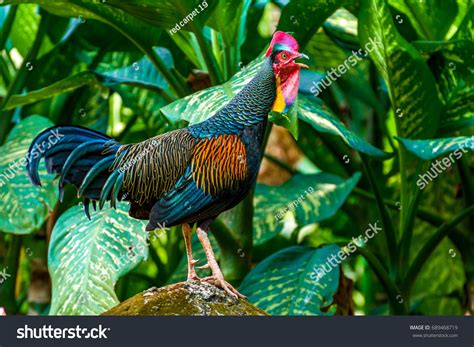 639 Green junglefowl Images, Stock Photos & Vectors | Shutterstock