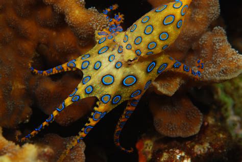 Image result for Blue-Ringed Octopus Facts