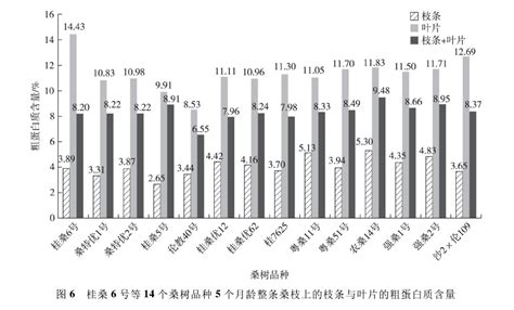 桂桑 6 号等 14 个桑树品种桑叶产量及粗蛋白质含量的分析 - 广西南宁天龙生物科技有限公司-天龙桑种桑苗