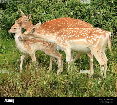 Female (does) Fallow Deer with a fawn Stock Photo - Alamy