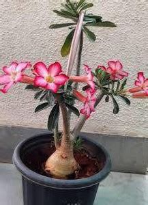 Fulmala Nursery Adenium Plant Price in India - Buy Fulmala Nursery ...