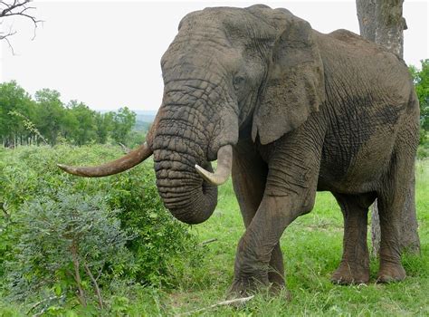 Image result for Elephant Insurance