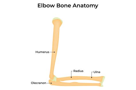Elbow Bone Anatomy Vector Illustration Graphic by hamjaiu · Creative Fabrica