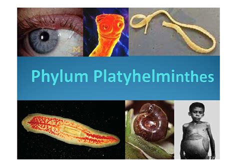 Phylum Platyhelminthes