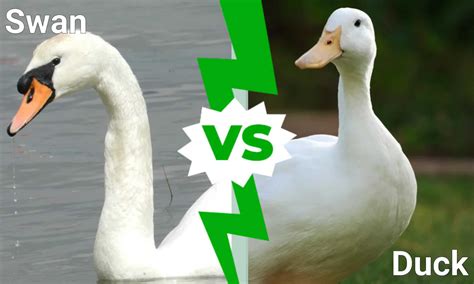Difference Between Swan And Goose at Alyssa Corrie blog