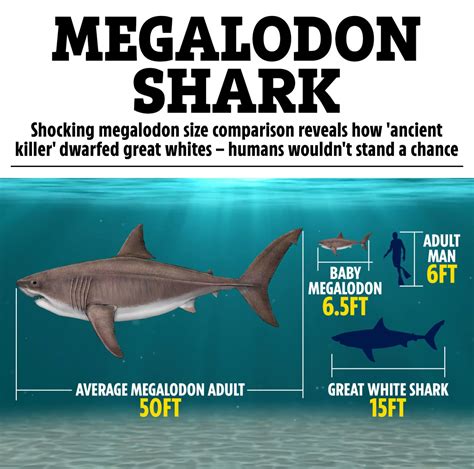 Shocking megalodon size comparison reveals how 'ancient killer' dwarfed ...