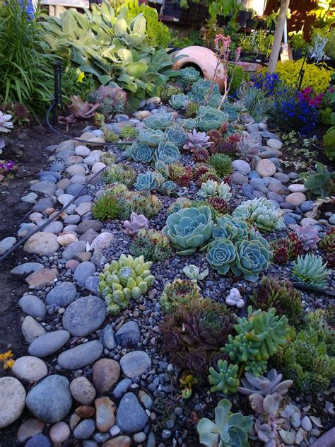 Succulent Landscaping: A Guide to Creating a Beautiful and Low ...