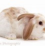 Image result for Images of White Rabbits