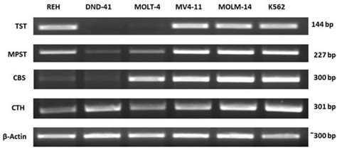 Sulfurtransferases and Cystathionine Beta-Synthase Expression in ...