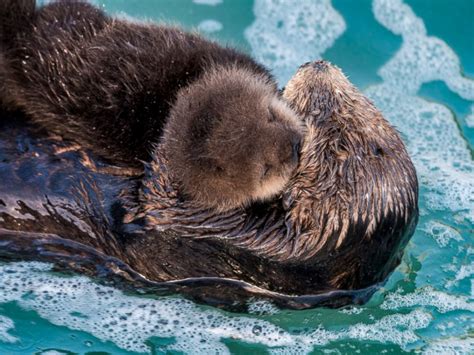 海獭Sea Otter——“毁三观”的最强反差丨动物伙伴-搜狐大视野-搜狐新闻