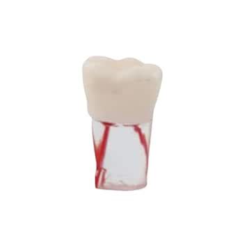iDENTical Root Canal Treatment Practice Model (101–108) by Dentalkart ...