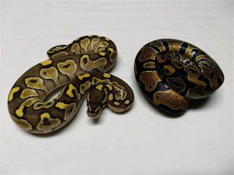 Image result for Lesser Ball Python