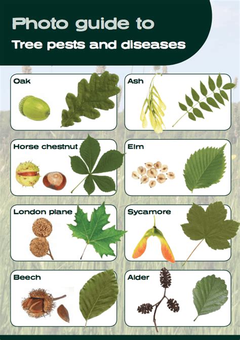 Image result for Tree Identification Chart
