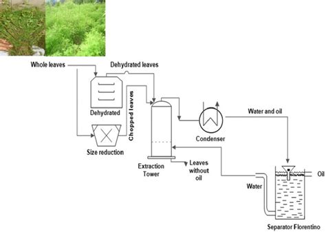 Image result for Essential Oil Process