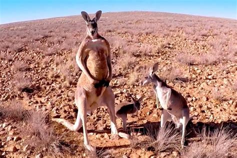 Land Down Under: Aussies’ Unique Bond with Their National Symbol