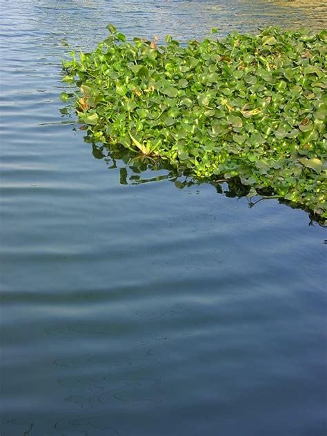 【水葫芦摄影图片】肖厝路边的池塘生态摄影_胡拍乱照_太平洋电脑网摄影部落