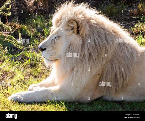 White lion in Tenikwa Wildlife Rehabilitation and Awareness Centre in ...