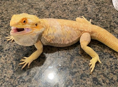 Yellow/Orange Blue Bar Hypo Het Trans Dunner Leatherback Male ...