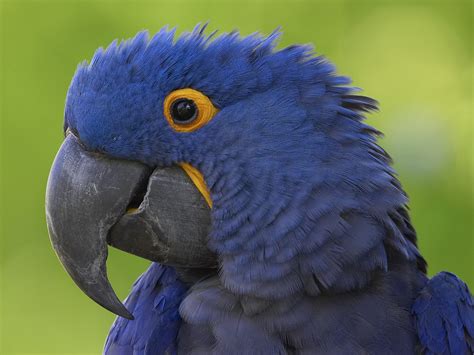 blue macaw bird : Biological Science Picture Directory – Pulpbits.net