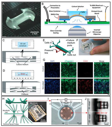 Mechanical Strain-Enabled Reconstitution of Dynamic Environment in ...